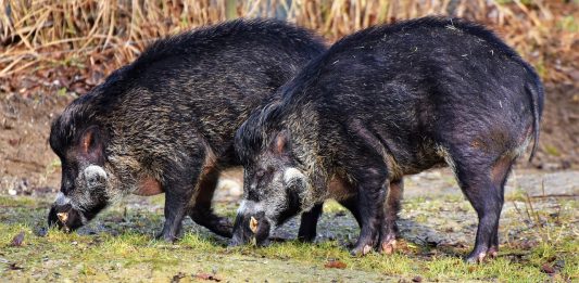 שפעתהחזירים טיפולבעזרתצמחימרפא